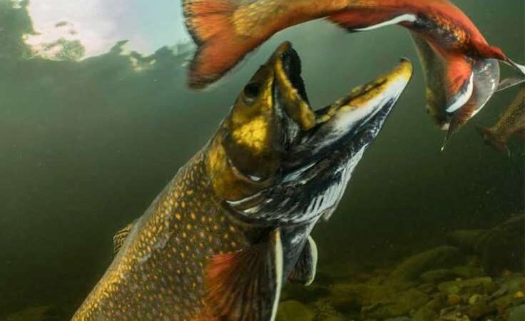 SUMA MÉXICO 20 ESPECIES DE PECES ‘POSIBLEMENTE EXTINTAS’