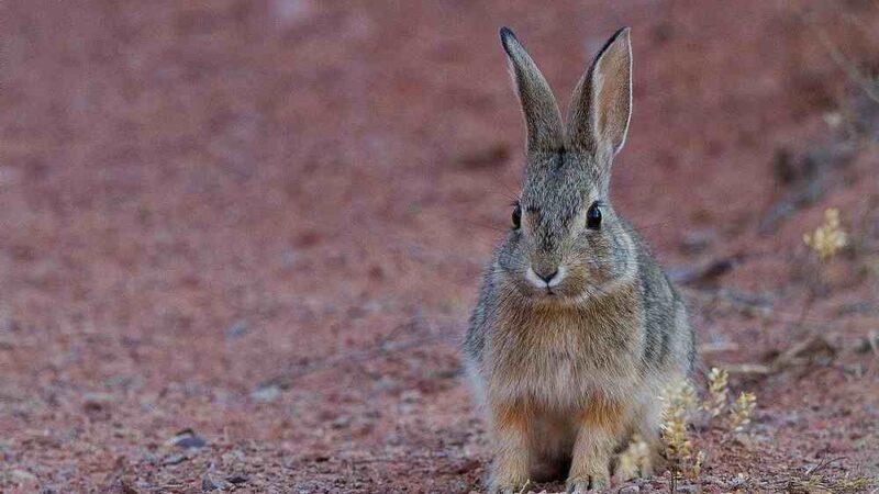 CUARENTENA EN 9 ESTADOS POR ENFERMEDAD HEMORRÁGICA EN CONEJOS