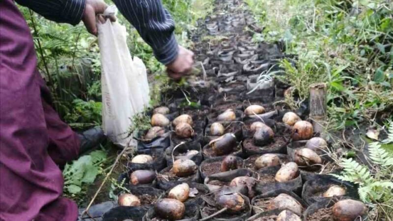 INICIA RESCATE DE ÁRBOL DE ENCINO