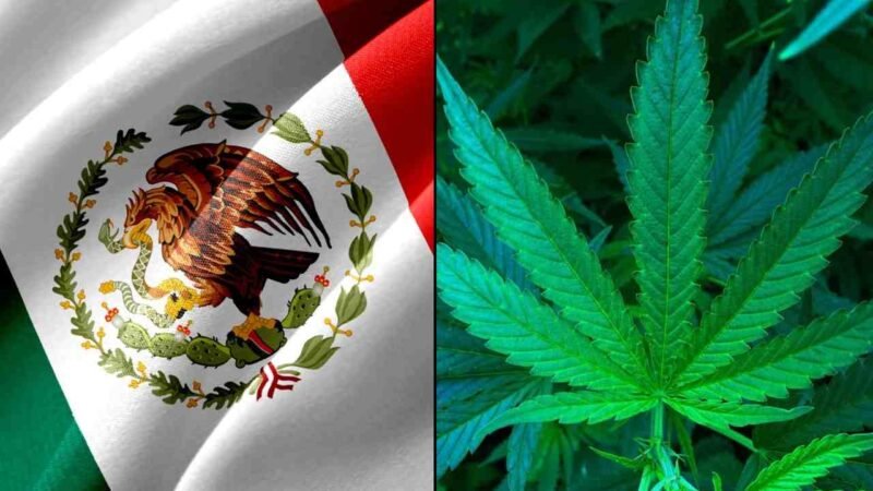 CÁMARA DE DIPUTADOS APLAZA DEBATE PARA LEGALIZAR USO LÚDICO DE LA MARIHUANA