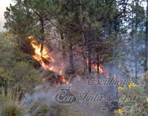 INCENDIO DEJÓ GRAVES DAÑOS AL ECOSISTEMA DEL PICO DE ORIZABA