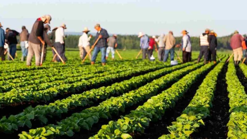 CANADÁ VACUNARÁ CONTRA COVID-19 A TRABAJADORES AGRÍCOLAS MEXICANOS