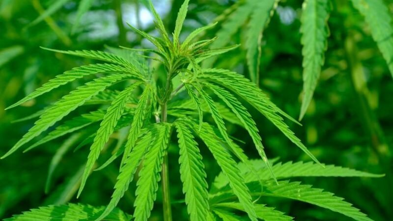 POSTERGA SENADO HASTA ABRIL POSIBLE APROBACIÓN DE LEY QUE LEGALIZA MARIHUANA