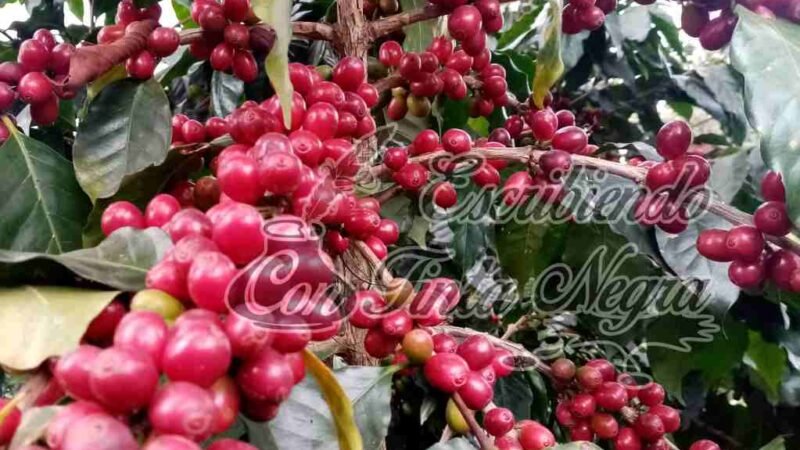 AUMENTA VALOR DEL CAFÉ, PERO COSECHA PRÁCTICAMENTE CONCLUYÓ