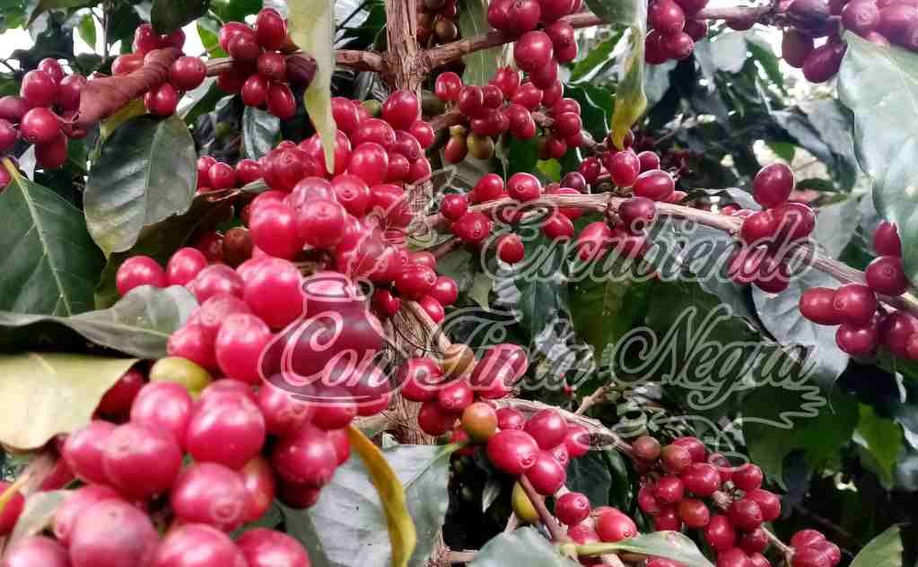 AUMENTA VALOR DEL CAFÉ, PERO COSECHA PRÁCTICAMENTE CONCLUYÓ