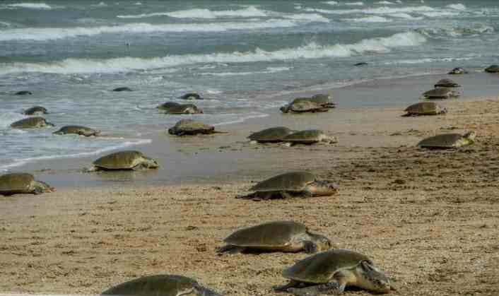 SE PREPARAN PARA LLEGADA DE TORTUGAS