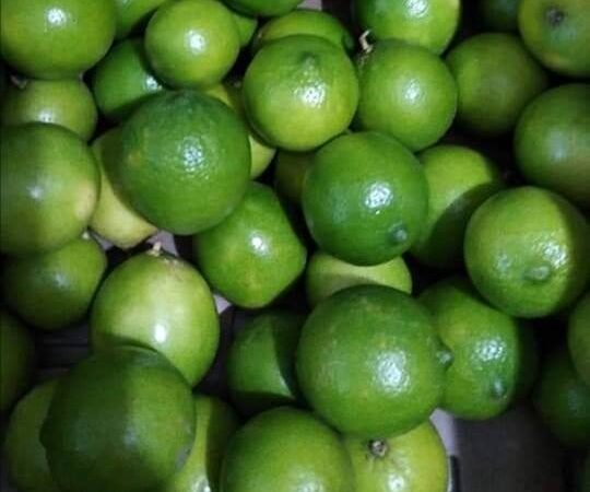 URGE INSTALAR EMPACADORA DE LIMÓN EN LA ZONA DE HUATUSCO