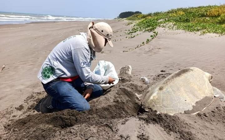 RESCATA HUEVOS DE TORTUGA LORA