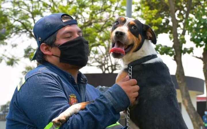 BUSCAN HOGAR PARA ANIMALES DE COMPAÑÍA