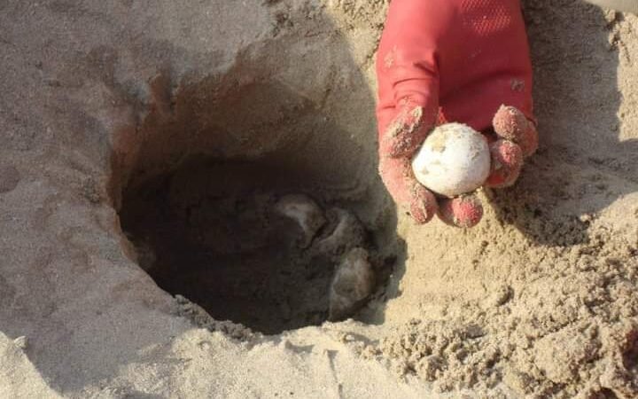 CONTINÚAN ACCIONES DE RESGUARDO DE HUEVO DE TORTUGA