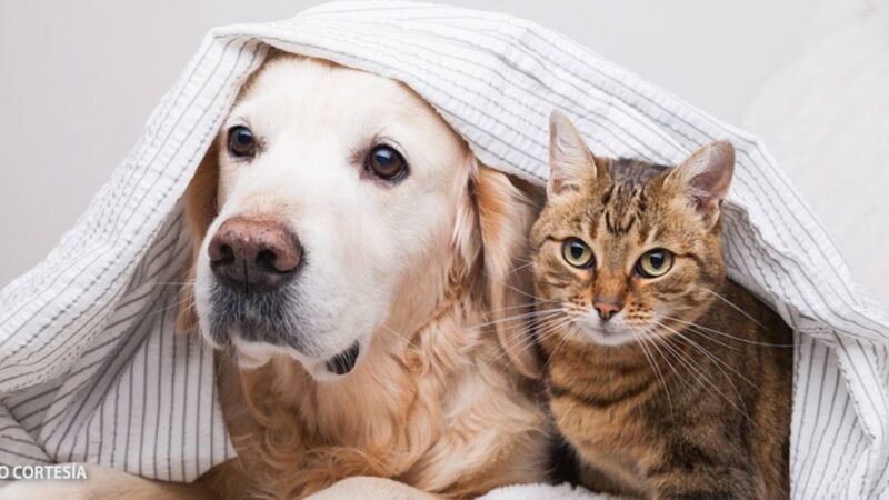 RUSIA PRODUCE PRIMER LOTE DE VACUNAS PARA ANIMALES CONTRA COVID-19