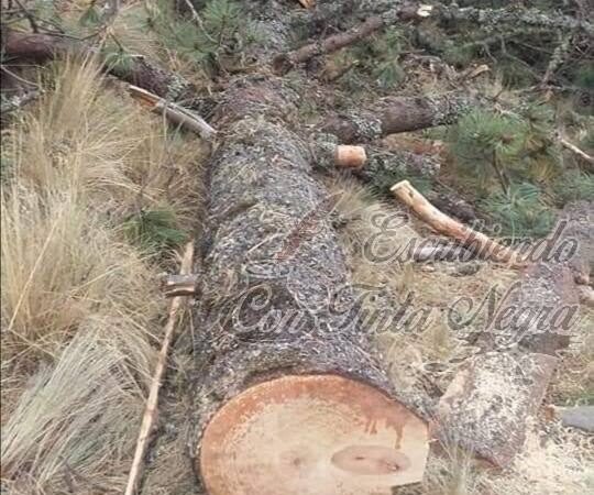 MUERE APLASTADO POR ÁRBOL