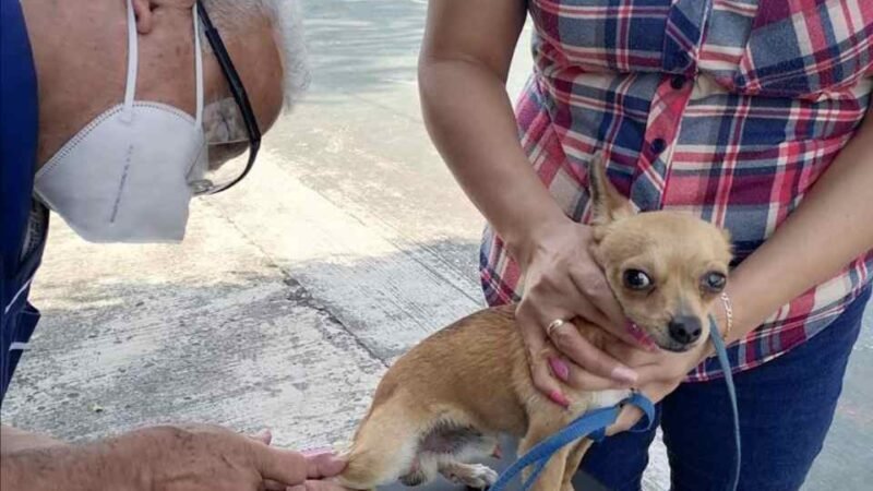 ESTERILIZAN A MASCOTAS