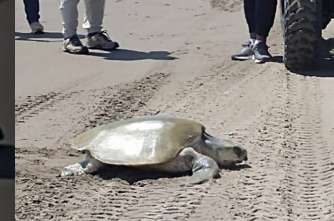 LLEGA PRIMER TORTUGA LORA…Y LA CORREN