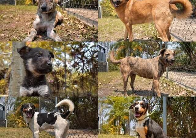 BUSCAN HOGAR PARA MASCOTAS