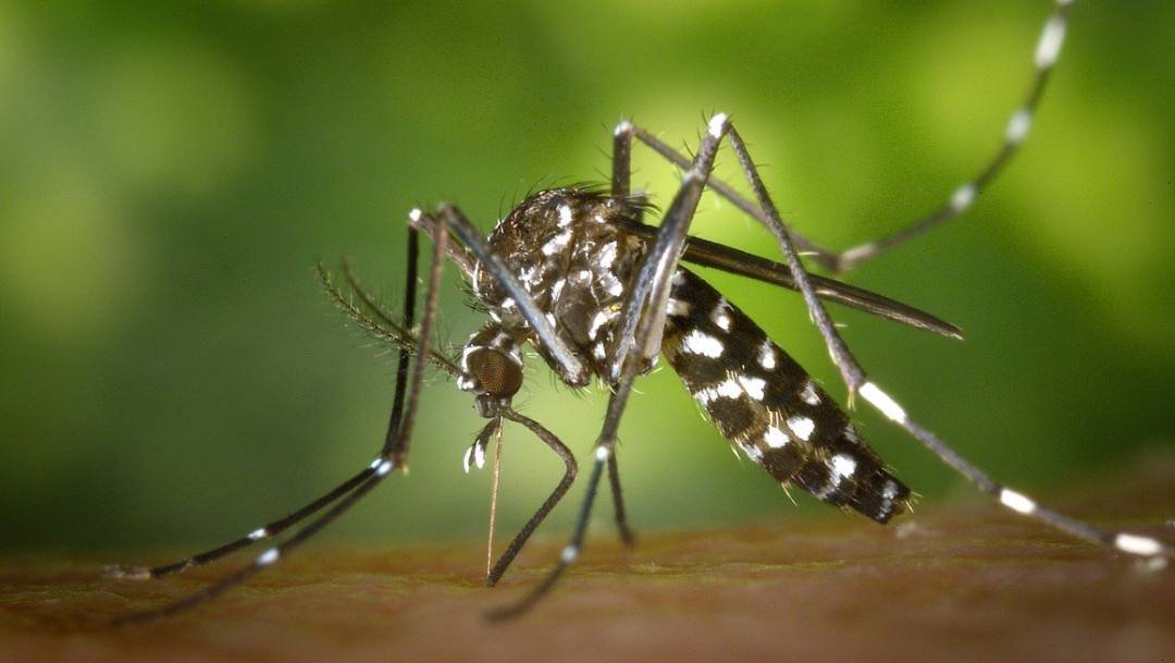 OMS APRUEBA MOSQUITOS TRANSGÉNICOS PARA LUCHAR CONTRA MALARIA, DENGUE O ZIKA