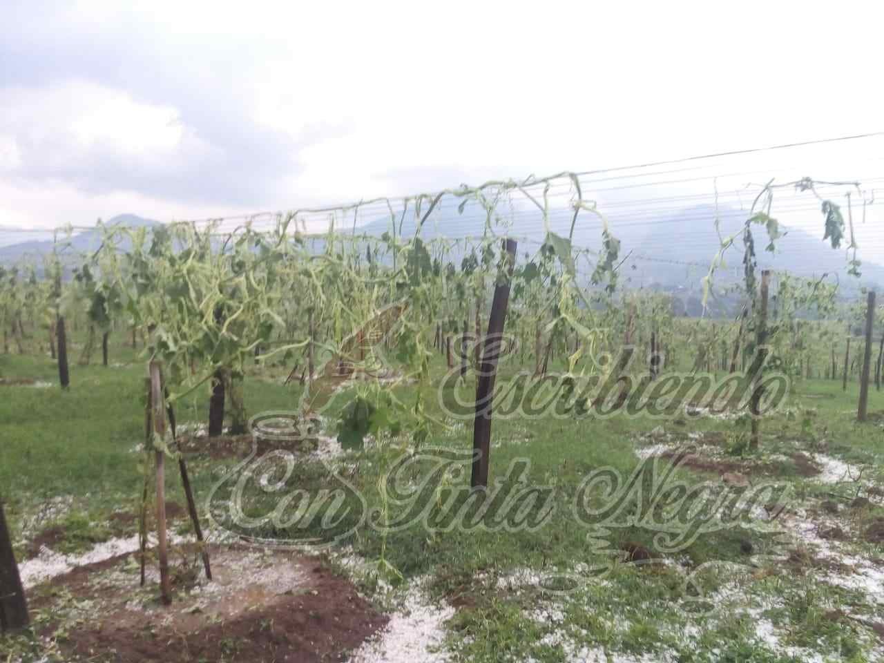 CULTIVOS, DEVASTADOS POR GRANIZADA