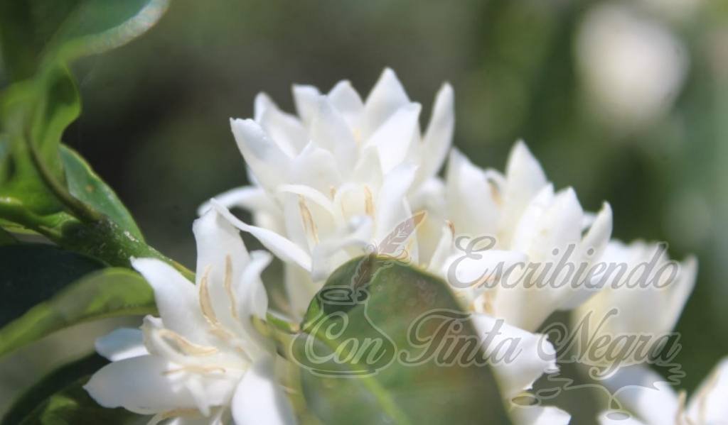 “NIEVA” EN LA ZONA DE HUATUSCO