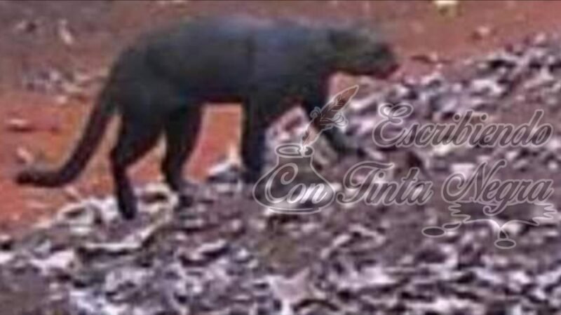 DESCUBREN A YAGUARUNDI EN TENAMPA