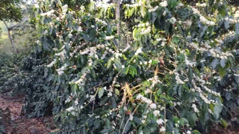 SECA PONE EN RIESGO COSECHA DE CAFÉ