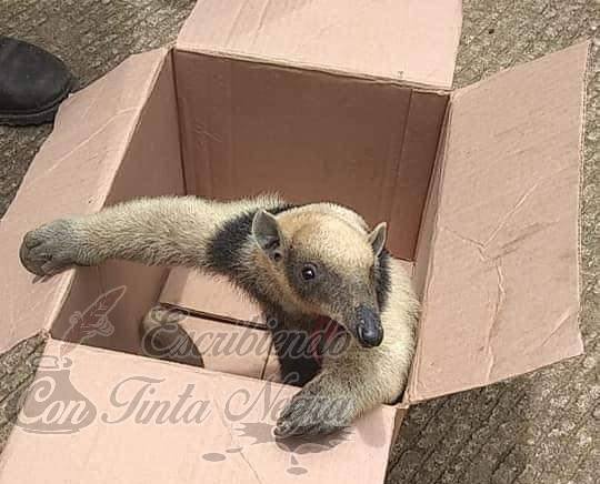 CAPTURAN A OSO HORMIGUERO E INTENTAN VENDERLO