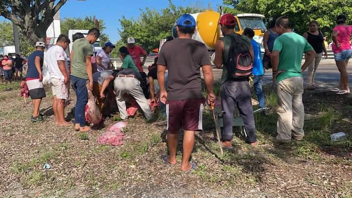 DESTAZAN CERDOS EN PLENA CARRETERA TRAS VOLCADURA
