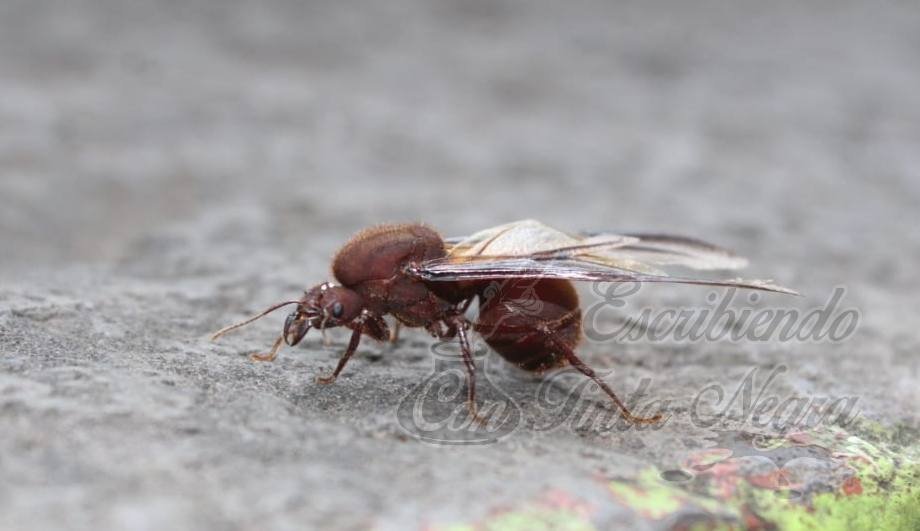 LA CHICATANA, DE LA REALEZA, A LA MESA