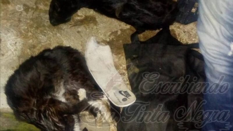 ENVENENAN A GATOS EN COSCOMATEPEC