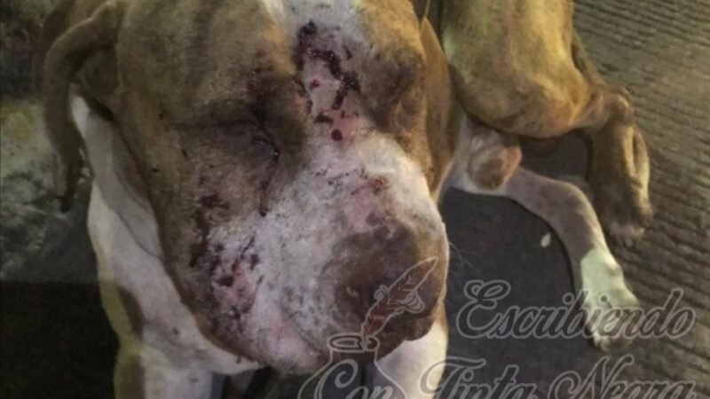 DENUNCIAN MALTRATO ANIMAL EN FORTÍN