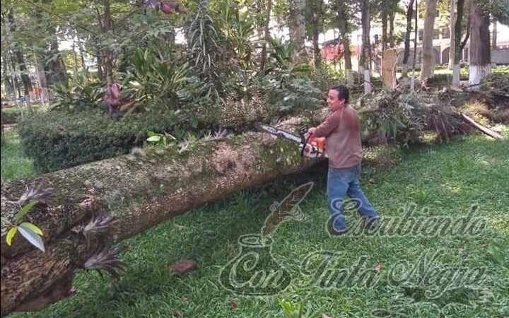 SE DESGAJA ÁRBOL EN LA ALAMEDA