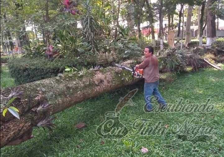 SE DESGAJA ÁRBOL EN LA ALAMEDA