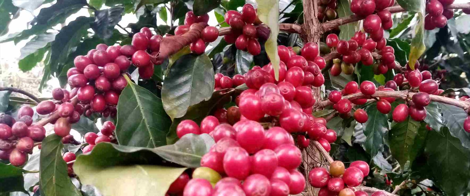 CAFÉ VERACRUZANO, EL MEJOR DE MÉXICO