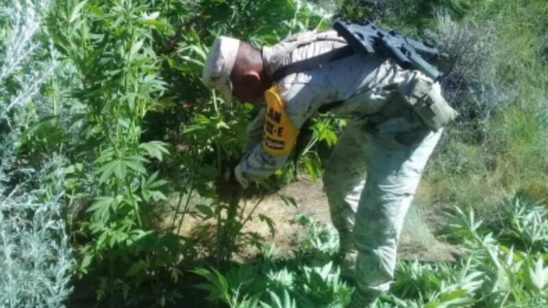 SEDENA MANTIENE A ZENTLA COMO FOCO ROJO EN PRODUCCIÓN DE MARIGUANA