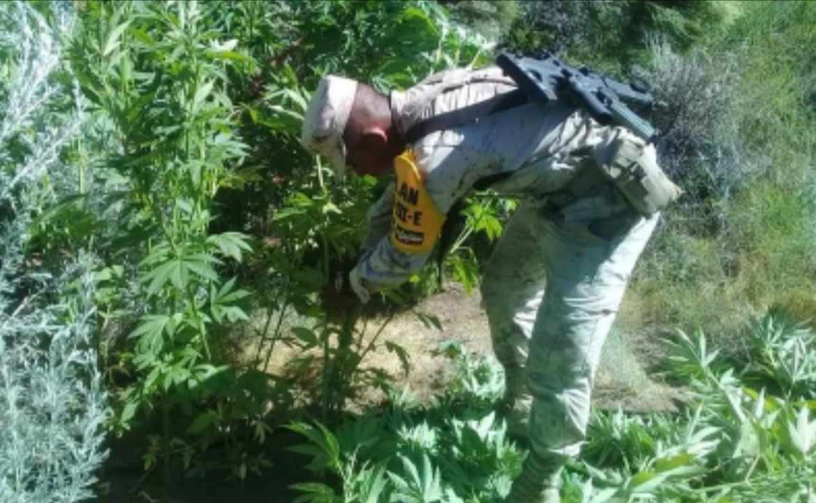 SEDENA MANTIENE A ZENTLA COMO FOCO ROJO EN PRODUCCIÓN DE MARIGUANA