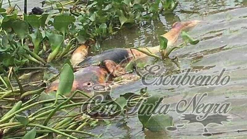 ENCUENTRAN EJECUTADA EN RÍO PAPALOAPAN