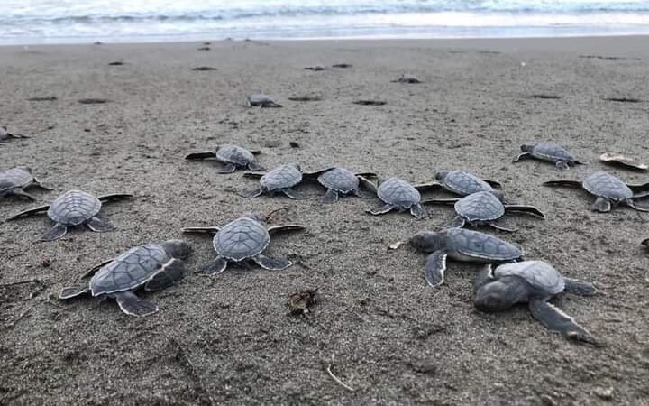 RESGUARDAN MÁS DE 29 MIL HUEVOS DE TORTUGA