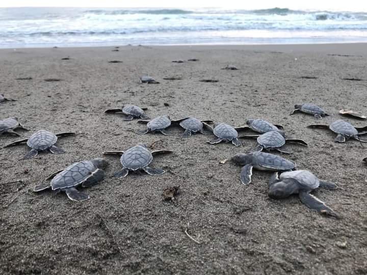 RESGUARDAN MÁS DE 29 MIL HUEVOS DE TORTUGA