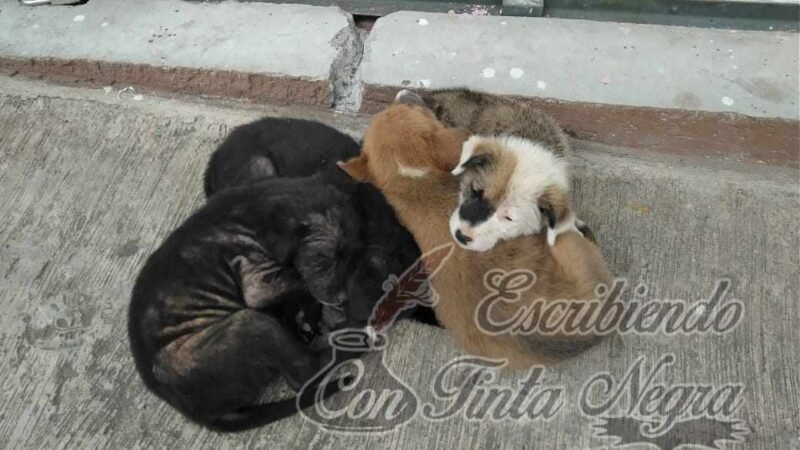 ABANDONAN A CACHORROS EN COSCOMATEPEC