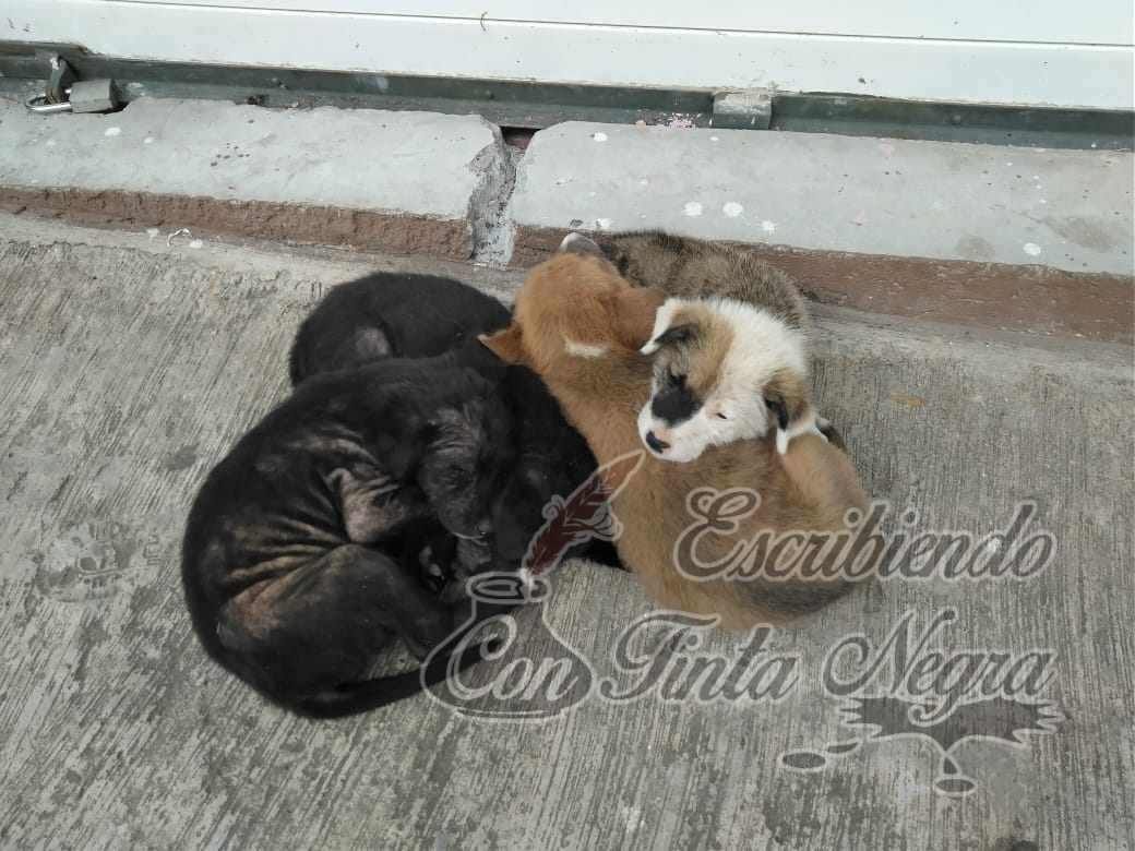 ABANDONAN A CACHORROS EN COSCOMATEPEC