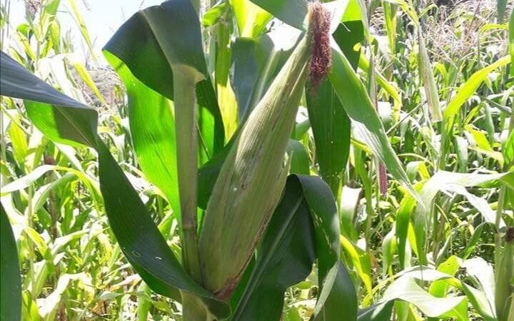 ESPERAN BUENA COSECHA DE MAÍZ EN ZONA DE COMAPA
