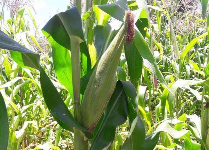 ESPERAN BUENA COSECHA DE MAÍZ EN ZONA DE COMAPA
