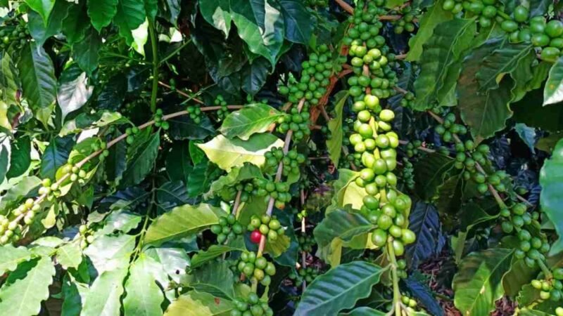 PRONOSTICAN EXCELENTE COSECHA DE CAFÉ 2021