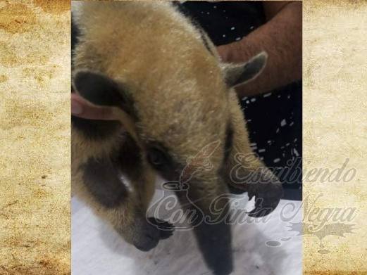 ATACAN A MACHETAZOS A OSO HORMIGUERO