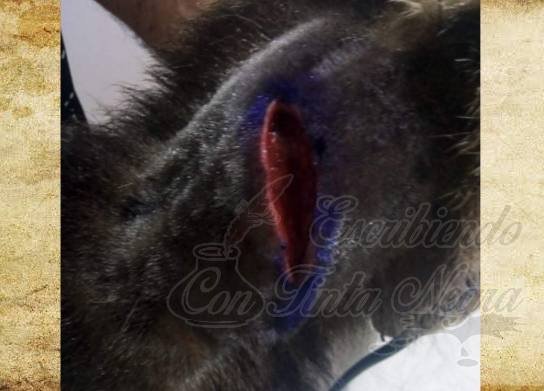 MUERE OSO HORMIGUERO QUE FUE HERIDO A MACHETAZOS