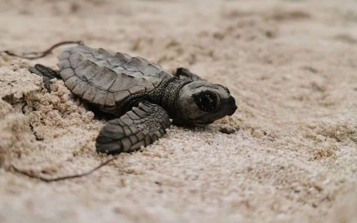 LIBERAN A MÁS DE 500 TORTUGAS