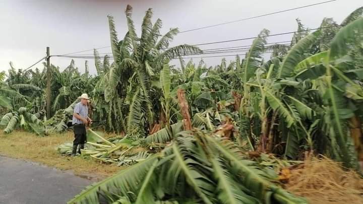 SE PIERDEN 900 HECTÁREAS DE PLÁTANO Y LIMÓN