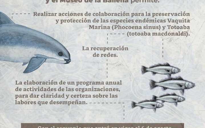 MÉXICO TRABAJARÁ CON ONGS PARA PRESERVAR HÁBITAT DE VAQUITA MARINA