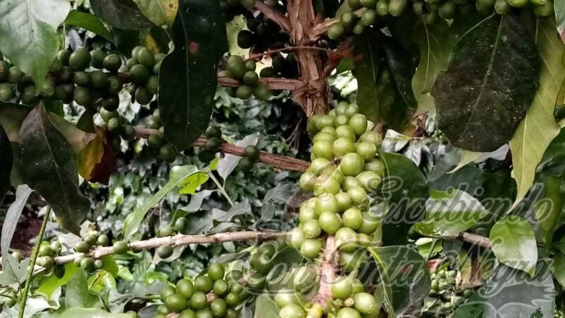 PRECIOS DEL CAFÉ NO BENEFICIAN A PRODUCTORES