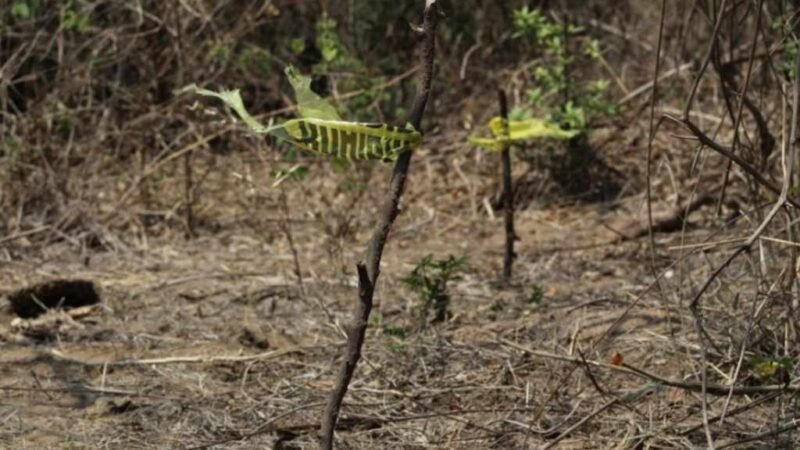 INICIARÁN BÚSQUEDA DE FOSAS EN KILÓMETRO 13.5