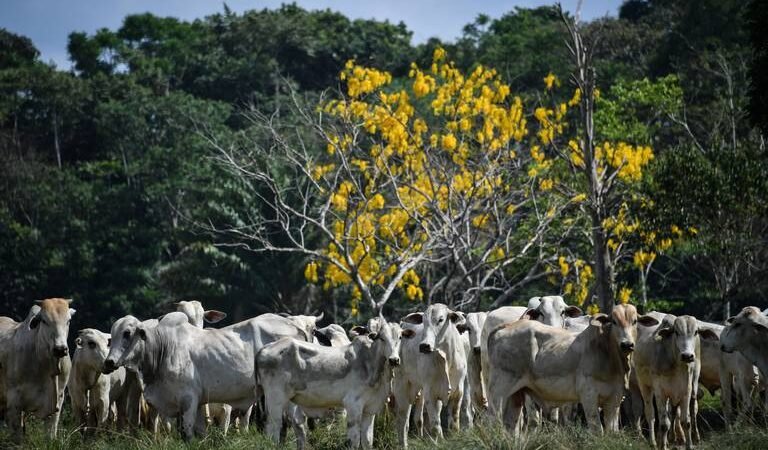 DETECTAN CASO DE ‘VACAS LOCAS’ EN GRANJA DE INGLATERRA